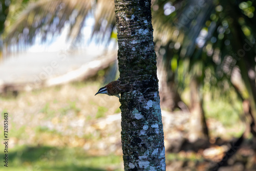 Rufous-naped Wren in Costa Rica photo