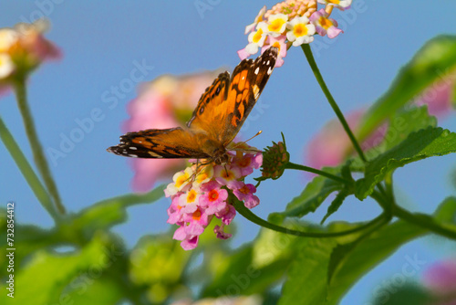 Foto American lady (Vanessa virginiensis) feeding on lantana flowers, Galveston, Texa