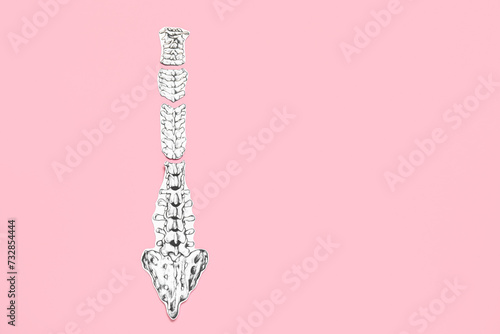 Human spine anatomy drawing...