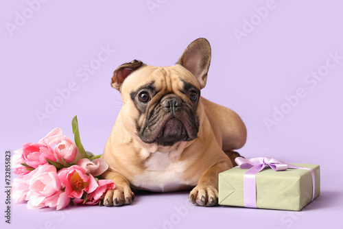 Cute French bulldog with gift and tulips on lilac background. International Women's Day © Pixel-Shot