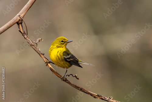 Pine warbler perched on a vine