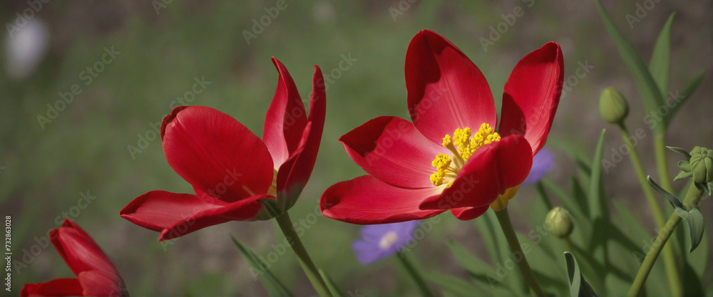 Obraz premium Cosmic Background with Red Tulip Flower