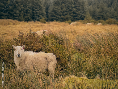Graceful Grazing: A Sheep's Serenade on the Fields