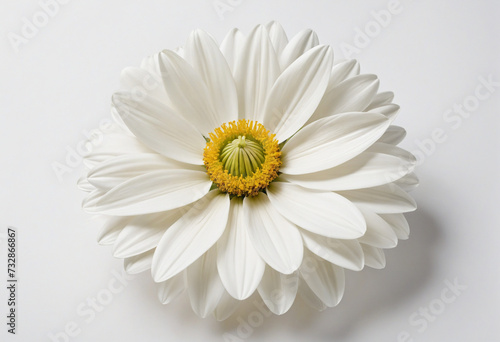 Elegant White Floral arrangement on a White Background