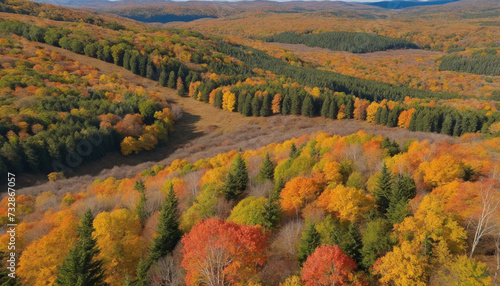 Autumn Woodland Scene with Stunning Autumnal Hues