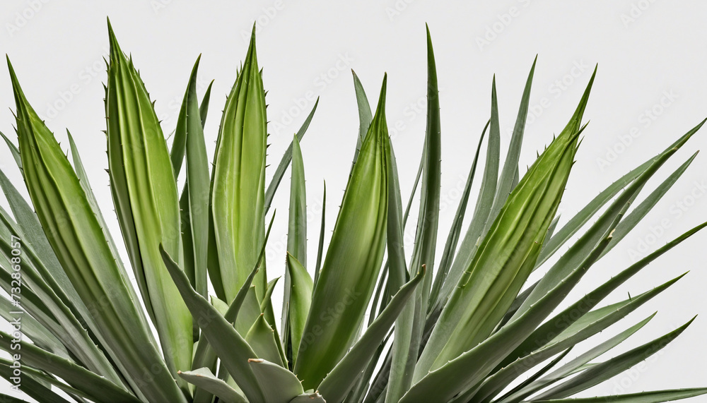 Isolated Aloe Bush Cutout with Shadow on Transparent Background Isolated Aloe Bush Cutout with Shadow on Transparent Background