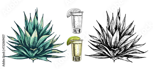 Cactus blue agave. Vector vintage hatching color illustration. Isolated on white