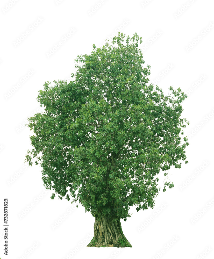 Naklejka premium tree on white background