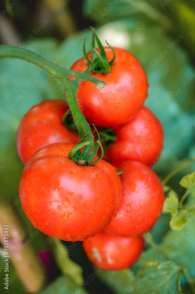 Fresh tomatoes on the plant at Chiang Mai Province