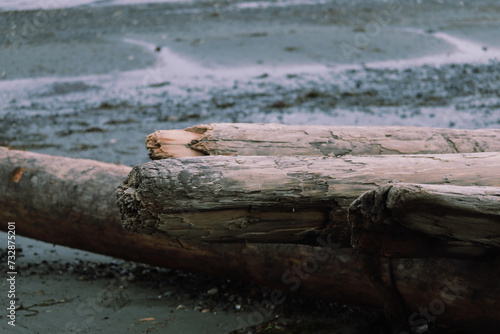 tree trunk on the beach