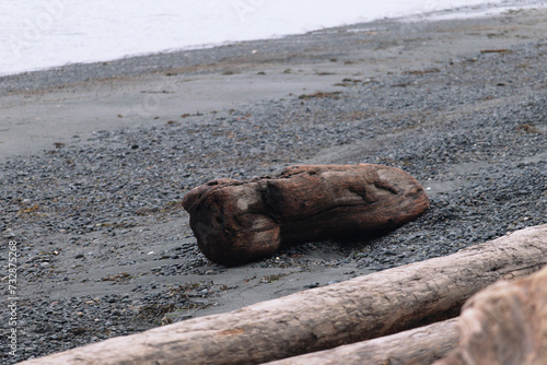 small cedar log washed up on the beach
