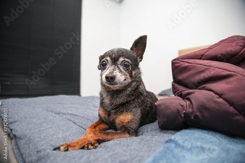 chihuahua puppy sitting on a sofa