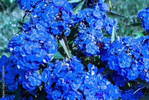 dark blue inflorescences of a clove plant bloom in a flower bed and spread a thick rich aroma, selective focus photo