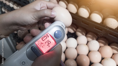 Quality control is measuring the temperature shell of the eggs in the incubation machine, Infrared thermometer in contact with the shell of an egg. photo