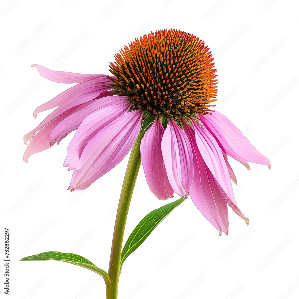 Obraz premium Echinacea Cone Flower Isolated