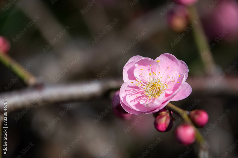 Fototapeta premium ピンクの梅