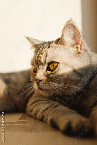 Portrait of a beautiful cat. Cute Cat Portrait. Happy Pet. Gray Scottish Straight cat sleeping.Home scene © Анастасія Стягайло