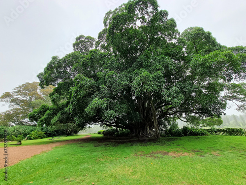 Beautiful large and very old fig tree