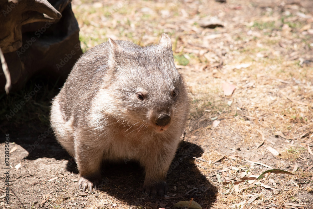 The Common Wombat has a large nose which is shiny black, much like that of a dog. The ears are relatively small, triangular, and slightly rounded The Common Wombat has a large nose which is shiny black, much like that of a dog. The ears are relatively small, triangular, and slightly rounded
