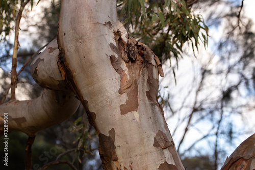 close-up of the patterned bark of eucalyptus trees in Adelaide, South Australia