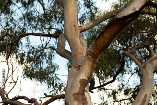close-up of the patterned bark of eucalyptus trees in Adelaide, South Australia