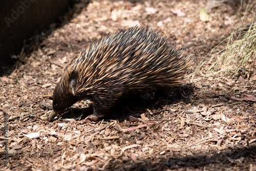 the short nosed echidna has strong-clawed feet and spines on the upper part of a brownish body. The snout is narrow and the mouth is small, with a tongue that is long and sticky