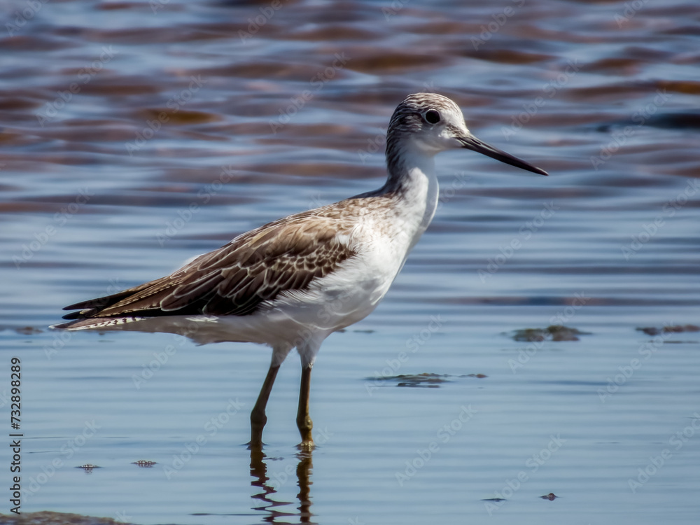 Common Greenshank in Queensland Australia Common Greenshank in Queensland Australia