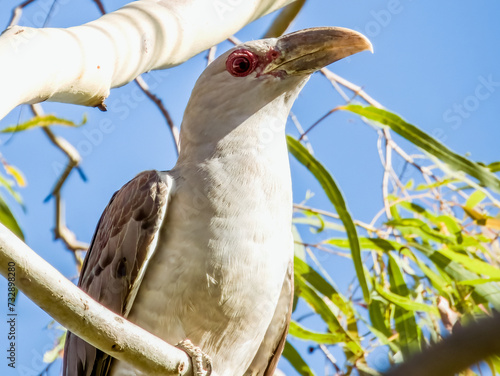 Channel-billed Cuckoo in Queensland Australia photo