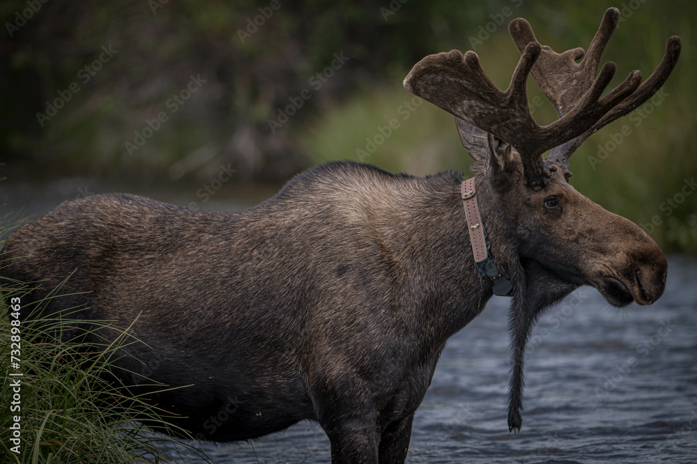 Naklejka premium Moose in stream with collar