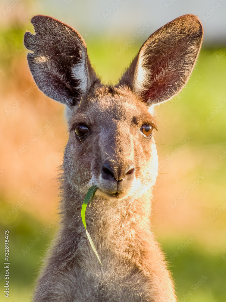 Eastern Grey Kangaroo in Queensland Australia Eastern Grey Kangaroo in Queensland Australia