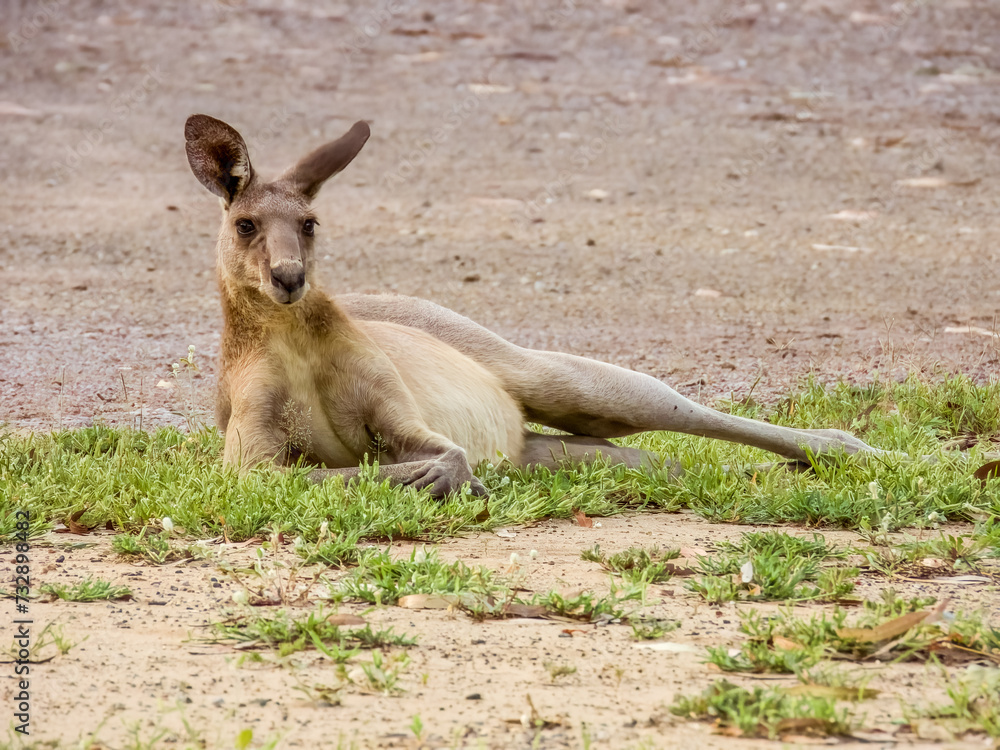 Fototapeta premium Eastern Grey Kangaroo in Queensland Australia