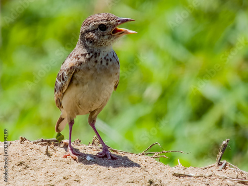 Singing Bushlark in Queensland Australia photo