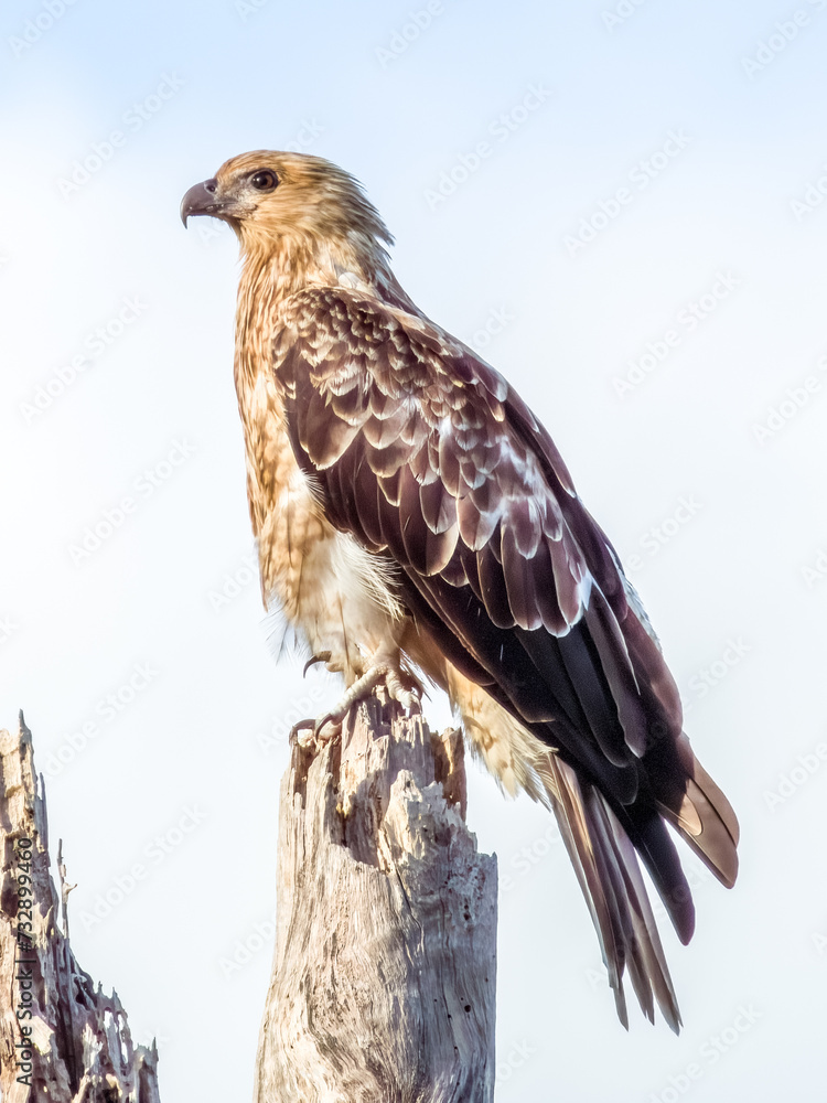 Whistling Kite in Queensland Australia