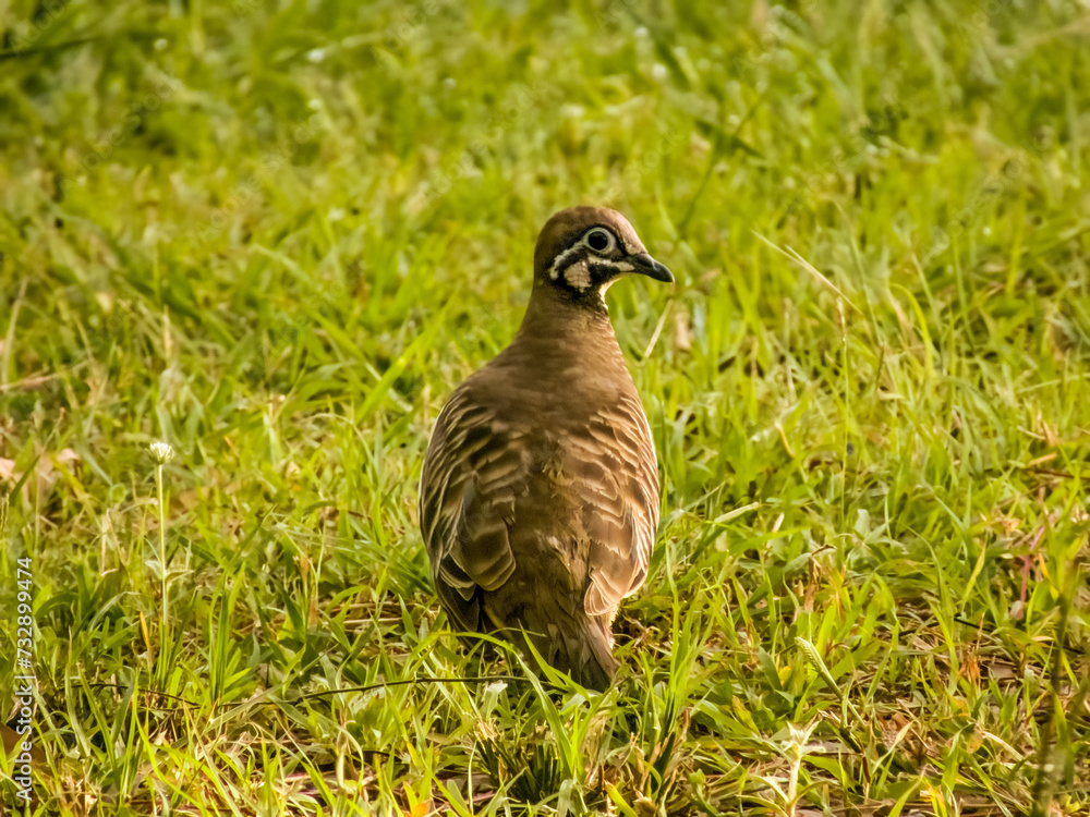 Squatter Pigeon in Queensland Australia Squatter Pigeon in Queensland Australia