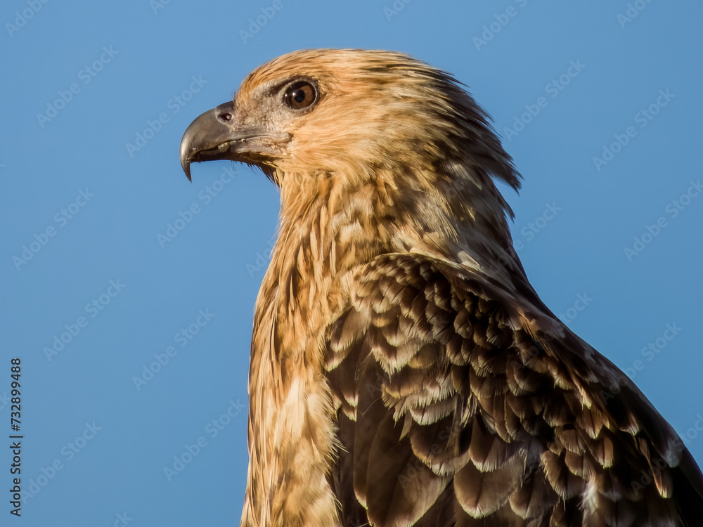Whistling Kite in Queensland Australia Whistling Kite in Queensland Australia