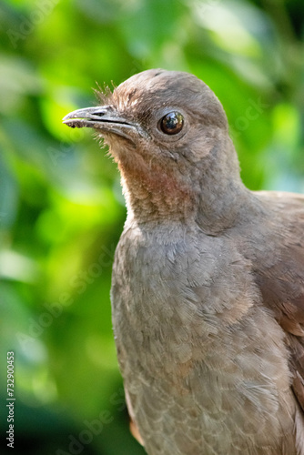 the lyre bird male has an ornate tail  with special curved feathers that  in display  assume the shape of a lyre.