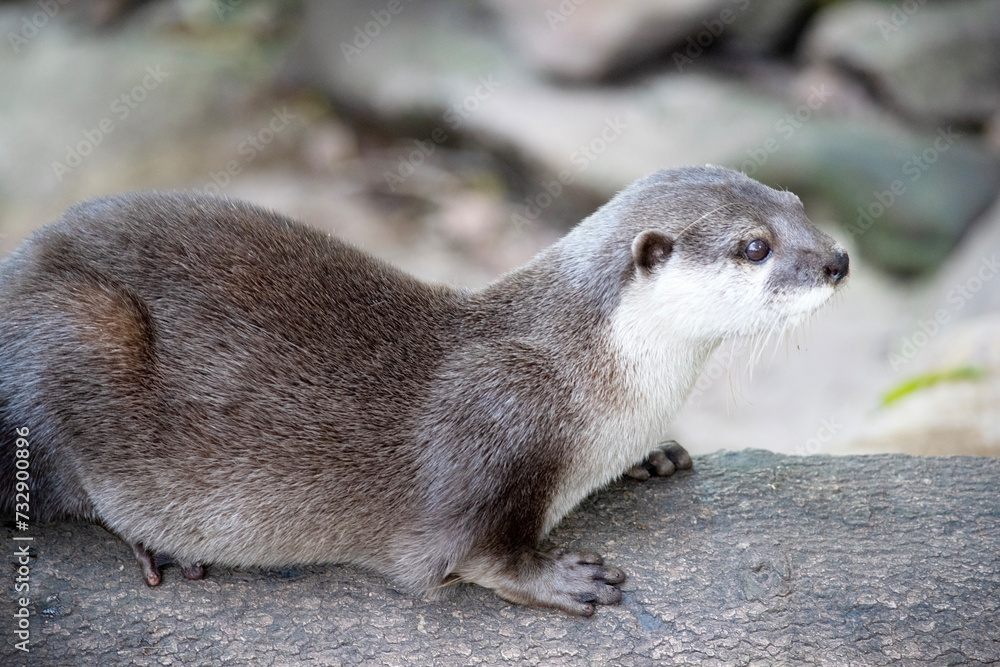 Asian small clawed otters are small, with short ears and noses, elongated bodies, long tails, and soft, dense fur. Asian small clawed otters are small, with short ears and noses, elongated bodies, long tails, and soft, dense fur.