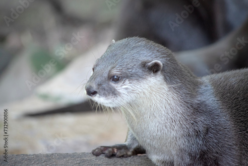 Asian small clawed otters are small, with short ears and noses, elongated bodies, long tails, and soft, dense fur.