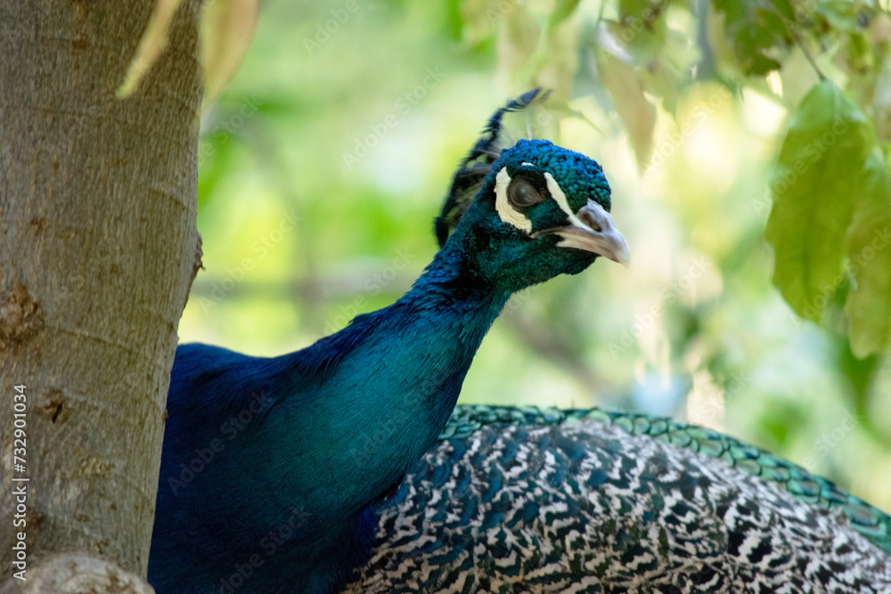 Obraz premium Peacocks are large, colorful blue pheasants known for their iridescent tails