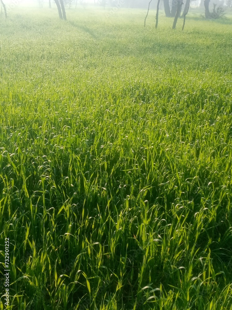 green wheat field green wheat field
