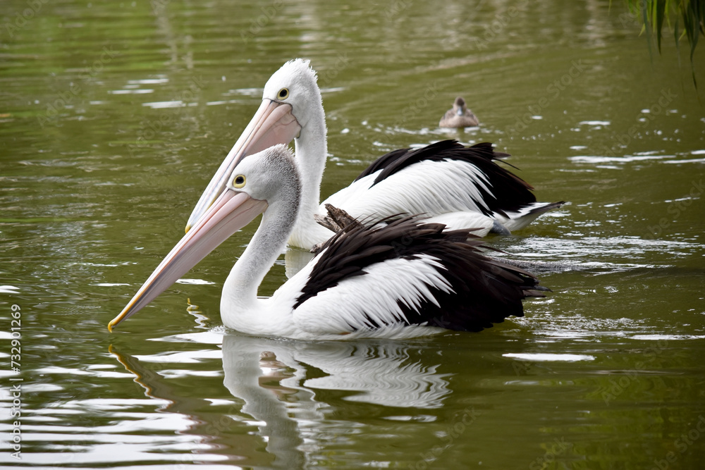 Australian pelicans are one of the largest flying birds. They have a white body and head and black wings. They have a large pink bill. Australian pelicans are one of the largest flying birds. They have a white body and head and black wings. They have a large pink bill.