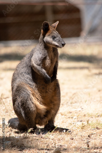 The swamp wallaby has dark brown fur, often with lighter rusty patches on the belly, chest and base of the ears.