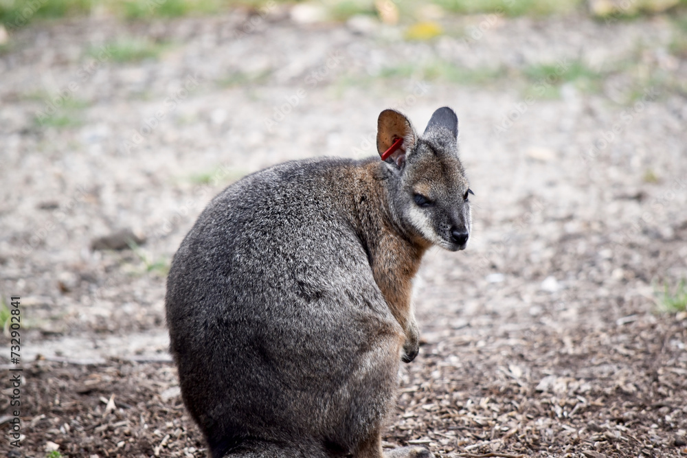 the tammar wallaby has dark greyish upperparts with a paler underside and rufous-coloured sides and limbs. the tammar wallaby has dark greyish upperparts with a paler underside and rufous-coloured sides and limbs.