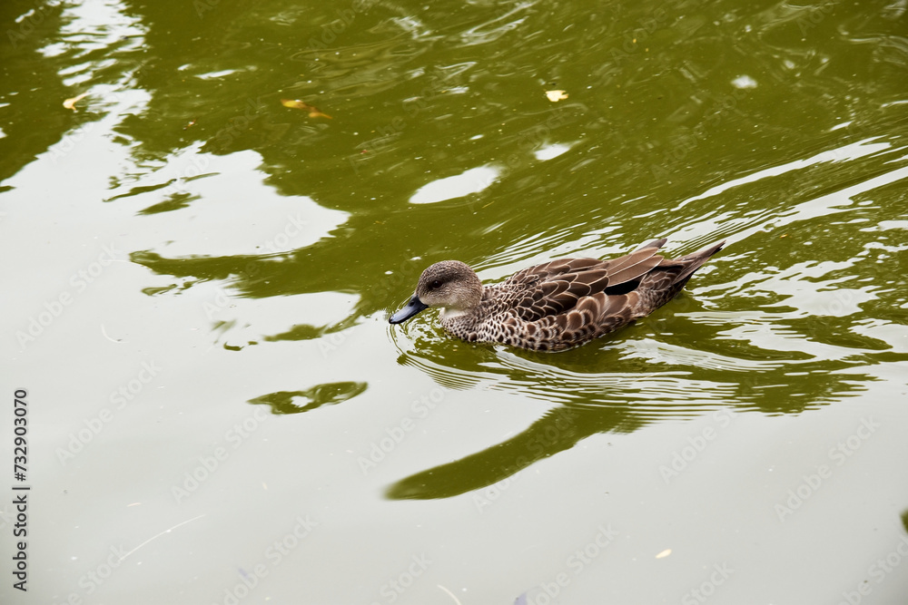 the female teal duck has dark brown feathers edged in tan with a black beak and brown eyes the female teal duck has dark brown feathers edged in tan with a black beak and brown eyes