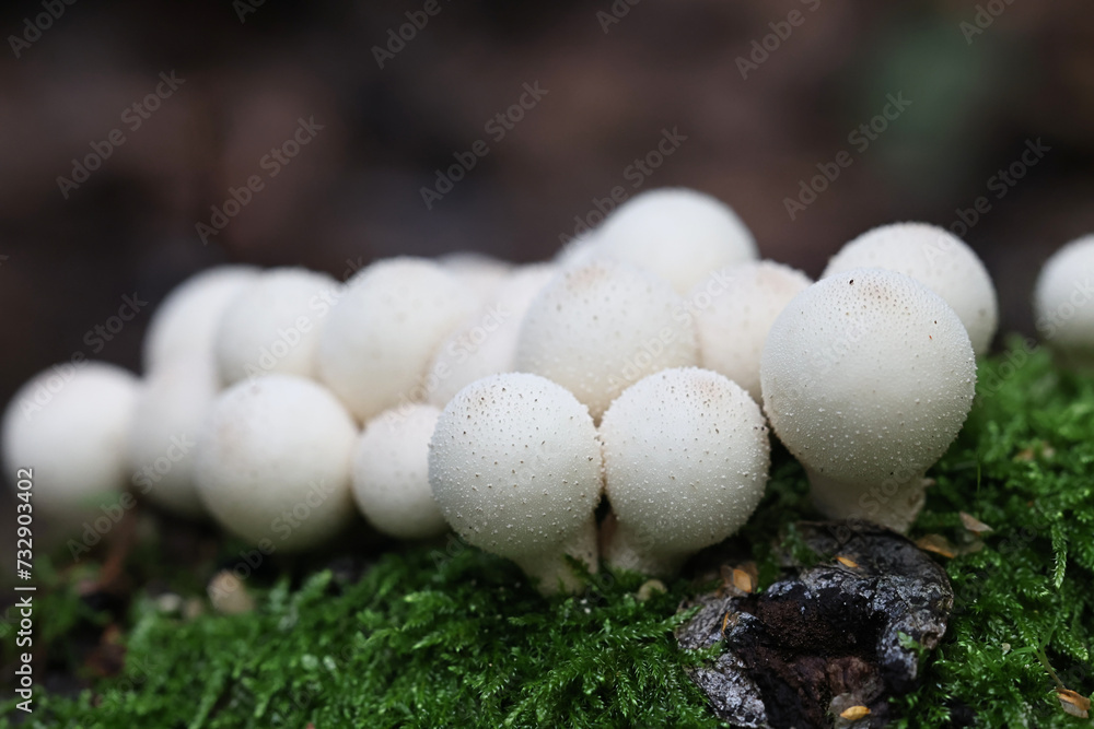 Pear-shaped puffball, Apioperdon pyriforme, previously called Lycoperdon pyriforme, commonly known as stump puffball, wild fungus from Finland Pear-shaped puffball, Apioperdon pyriforme, previously called Lycoperdon pyriforme, commonly known as stump puffball, wild fungus from Finland