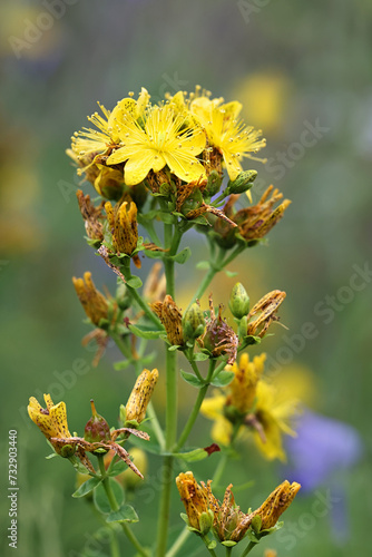 imperforate St John's-wort, Hypericum maculatum, traditional wild medicinal plant from Finland photo