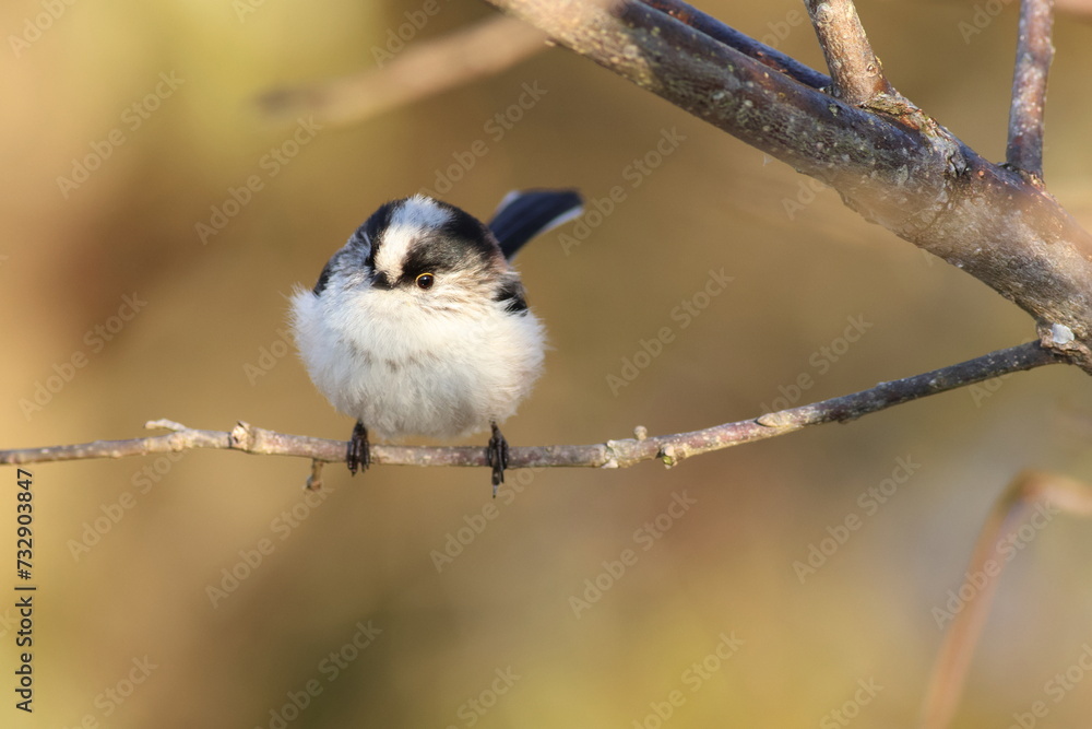 Naklejka premium Kawaii Long-tailed Tit