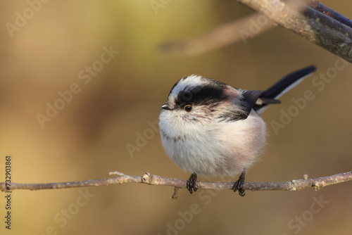 Kawaii Long-tailed Tit