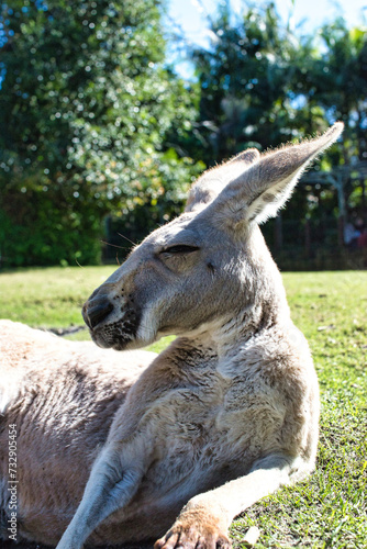 Kangaroo in the Sun at an Kangaroo Sanctuary in Perth, Western Australia. This was on a sunny morning during winter. June 2022. © Scotts Travel Photos