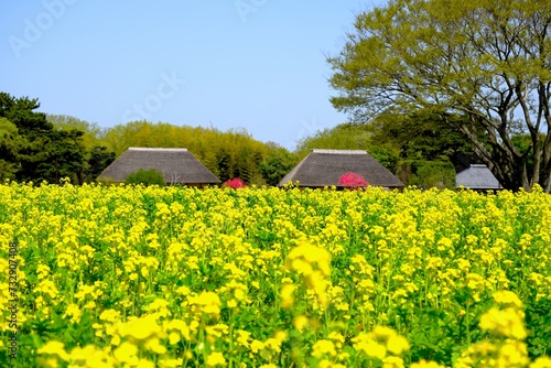 満開の菜の花畑